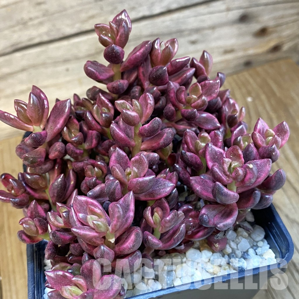SH33539 Lenopetalum 'Chocolate' f. variegata