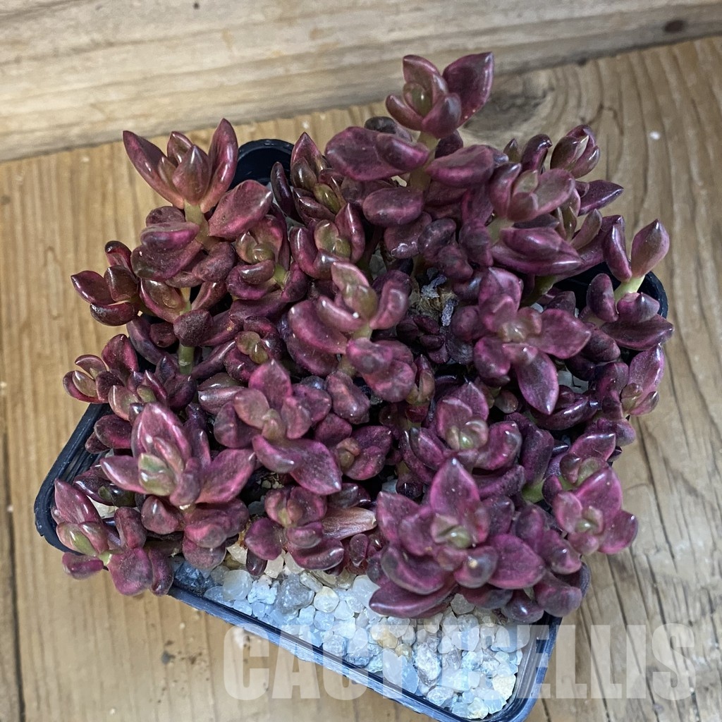 SH33539 Lenopetalum 'Chocolate' f. variegata - Image 3