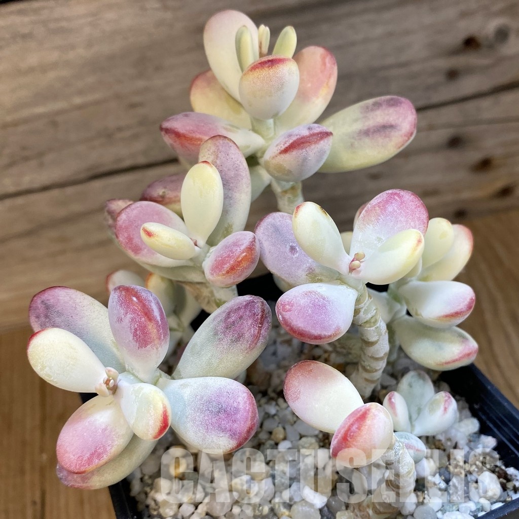 SH33540 Cotyledon orbiculata f. variegata