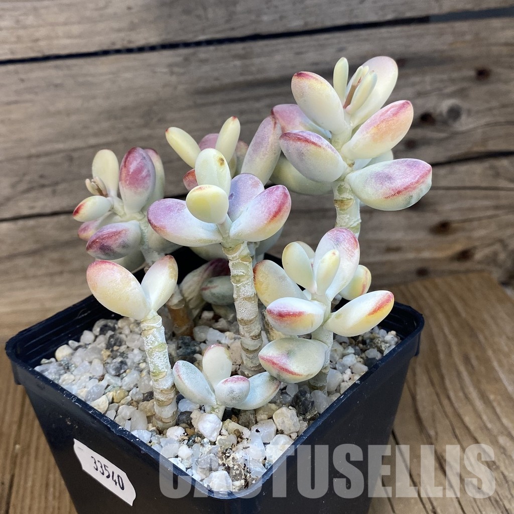 SH33540 Cotyledon orbiculata f. variegata - Image 2