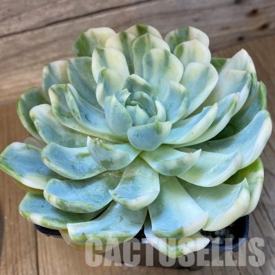 SH33541 Echeveria 'Berry' f. variegata