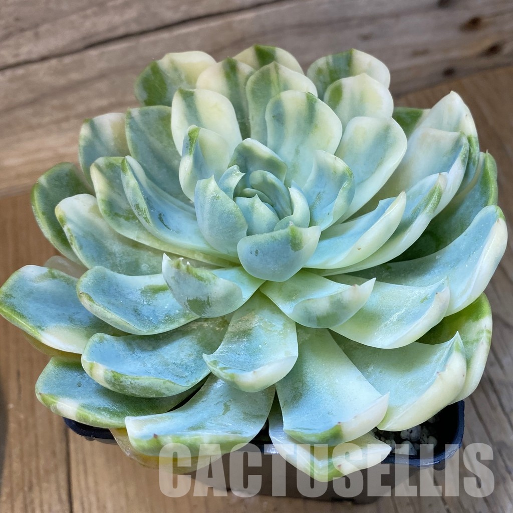 SH33541 Echeveria 'Berry' f. variegata