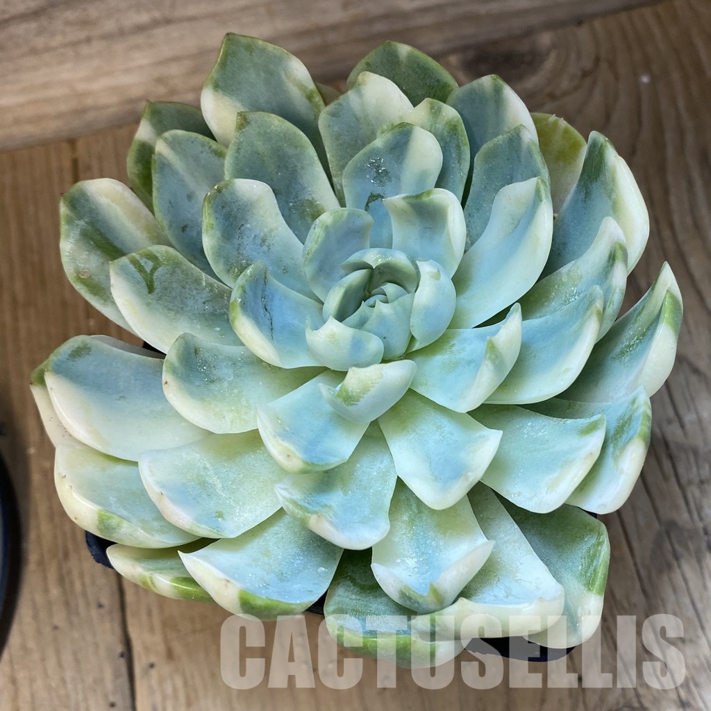 SH33541 Echeveria 'Berry' f. variegata - Image 2