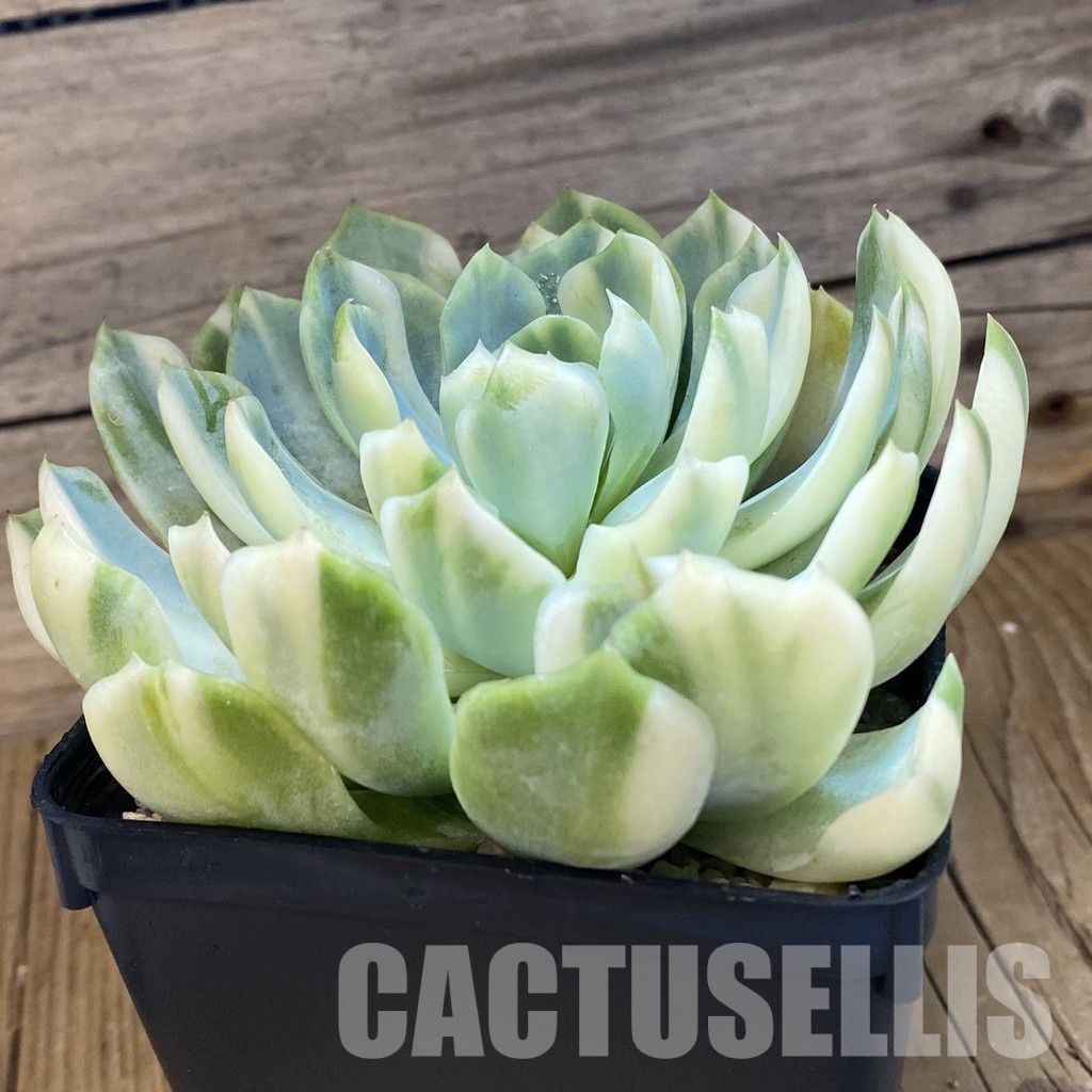 SH33541 Echeveria 'Berry' f. variegata - Image 3
