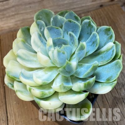 SH33542 Echeveria 'Berry' f. variegata