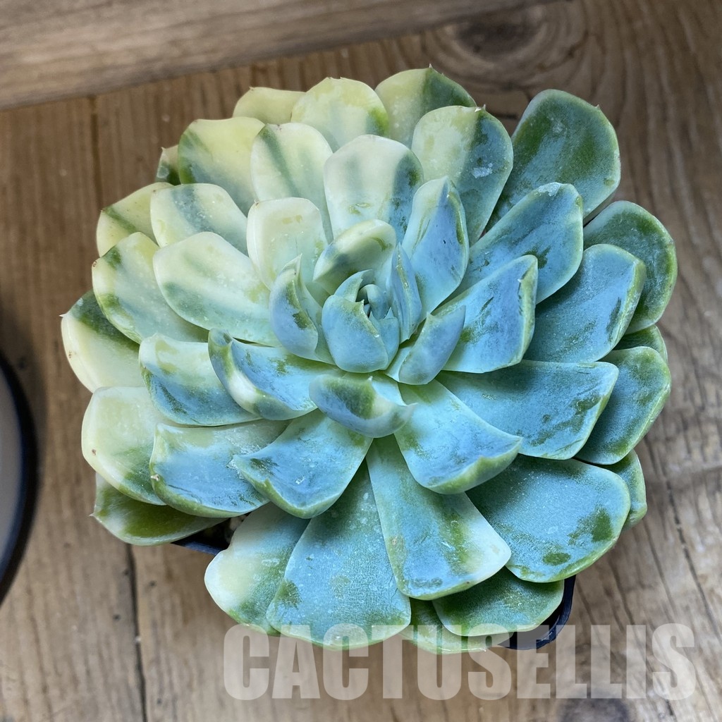 SH33542 Echeveria 'Berry' f. variegata - Image 2
