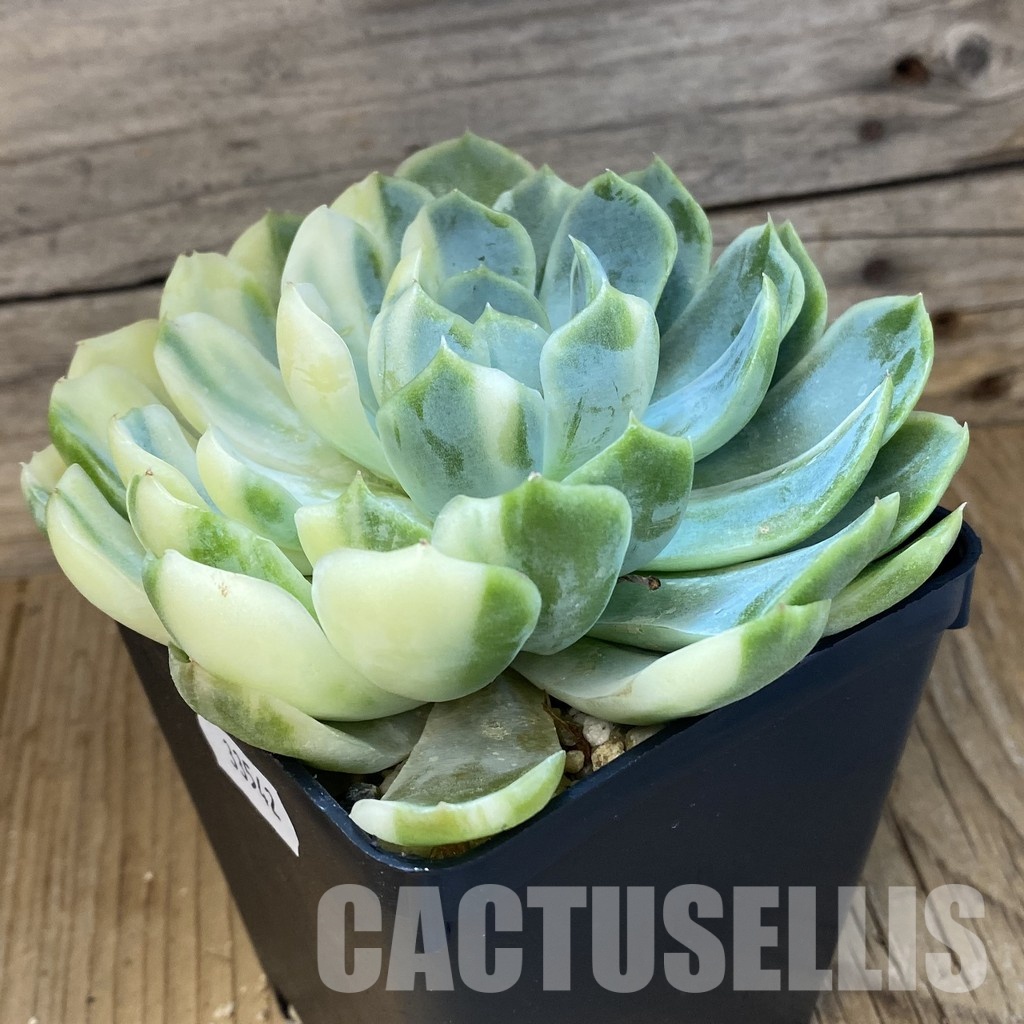 SH33542 Echeveria 'Berry' f. variegata - Image 3