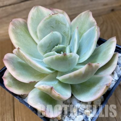 SH33543 Echeveria ‘Silk’ f. variegata