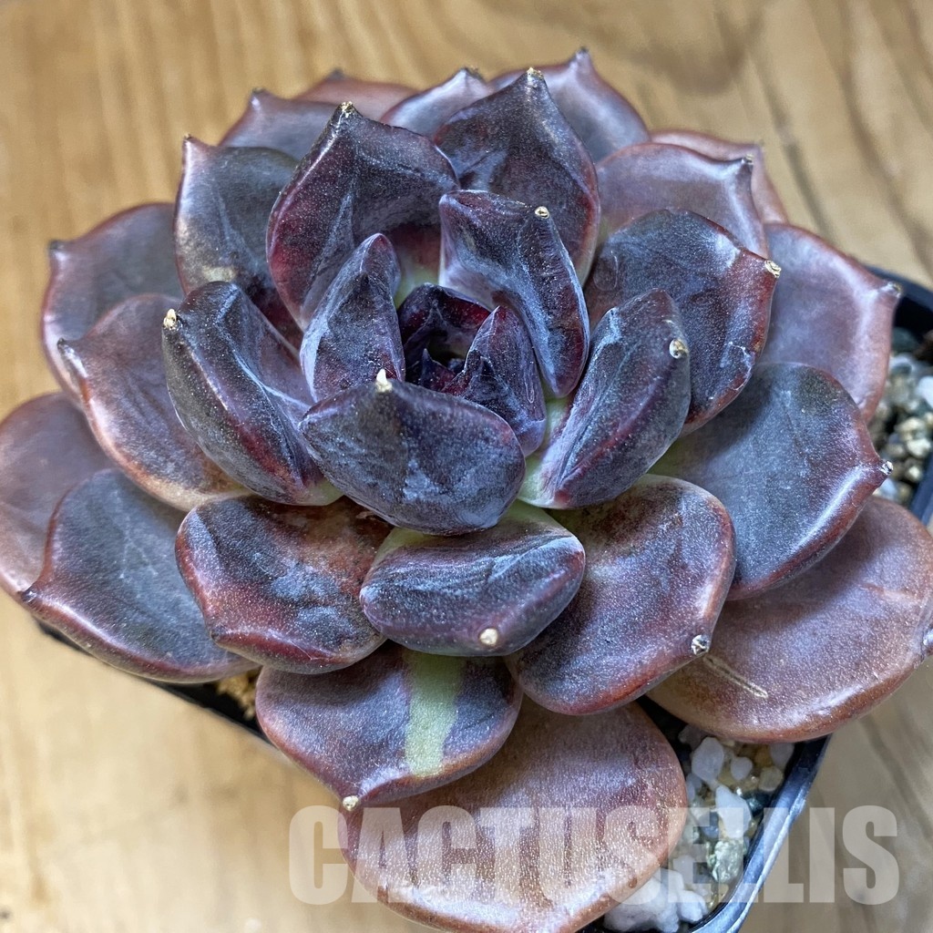 SH33545 Echeveria ‘Dark Chocolate’ - Image 2