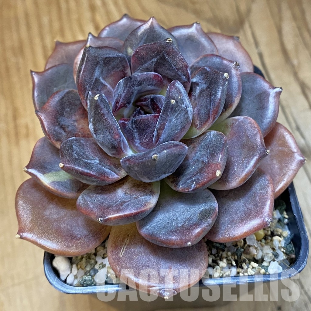 SH33545 Echeveria ‘Dark Chocolate’