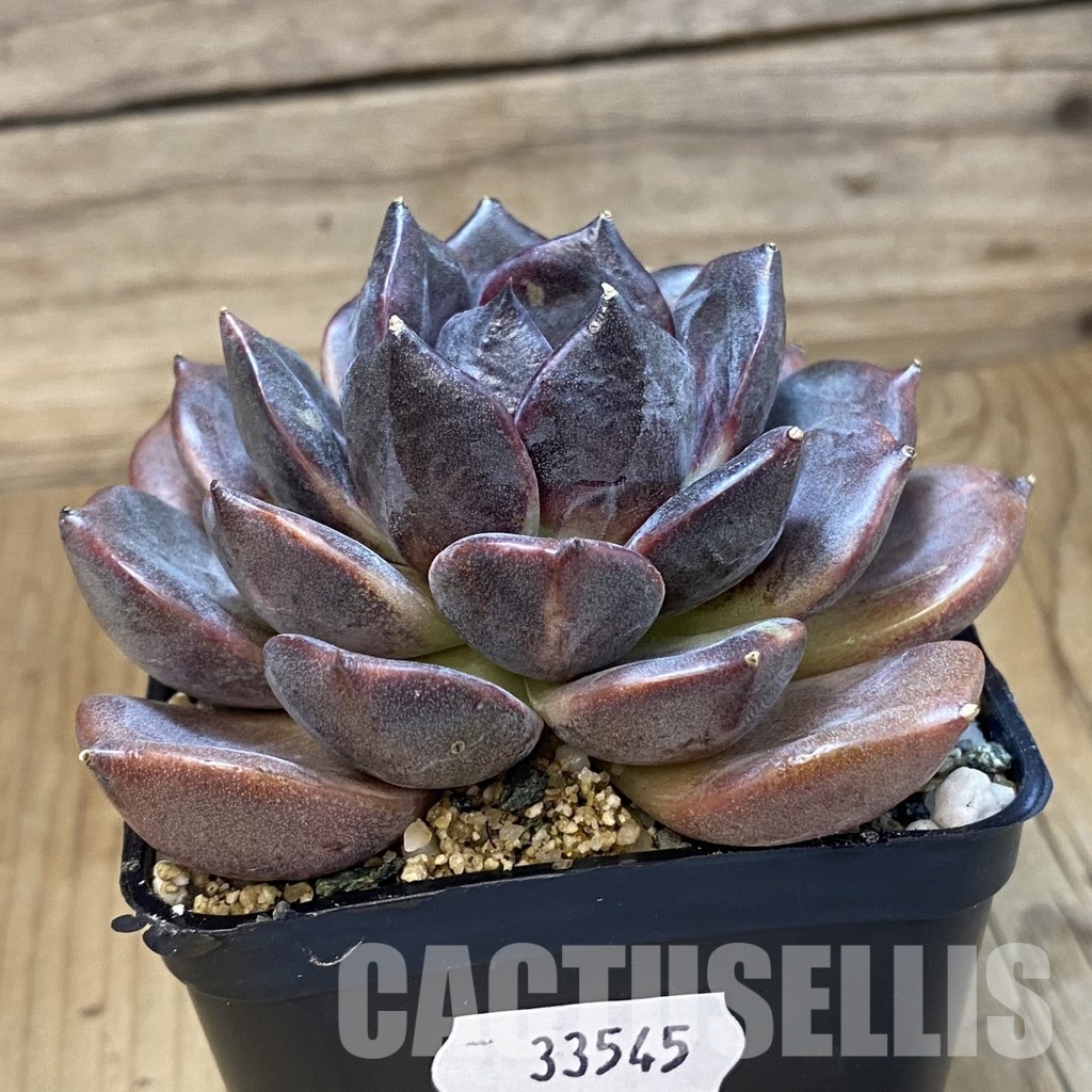 SH33545 Echeveria ‘Dark Chocolate’ - Image 3