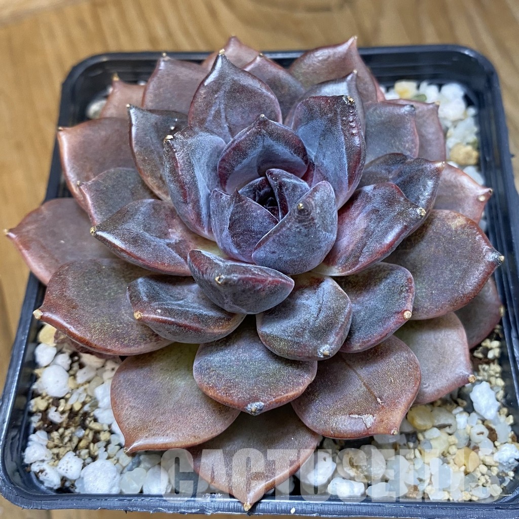 SH33546 Echeveria ‘Dark Chocolate’