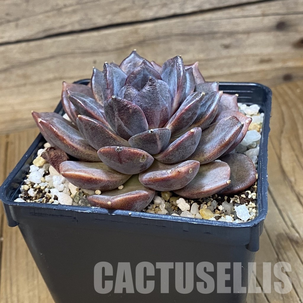 SH33546 Echeveria ‘Dark Chocolate’ - Image 2