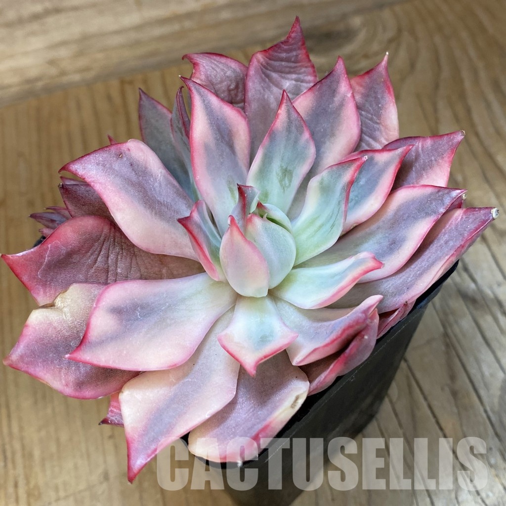 SH33547 Echeveria ‘Moon Goddess’