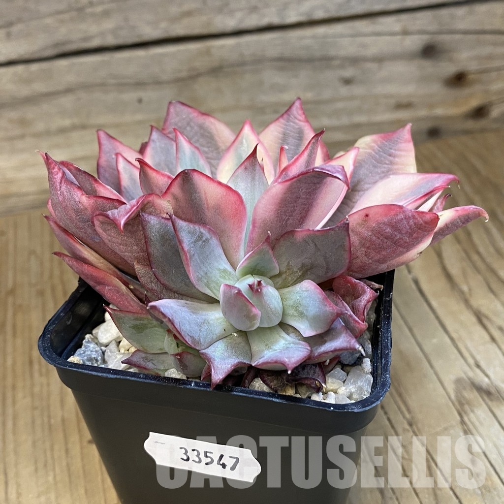 SH33547 Echeveria ‘Moon Goddess’ - Image 2