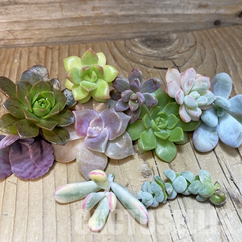 SH33555 Succulents mix, cuted