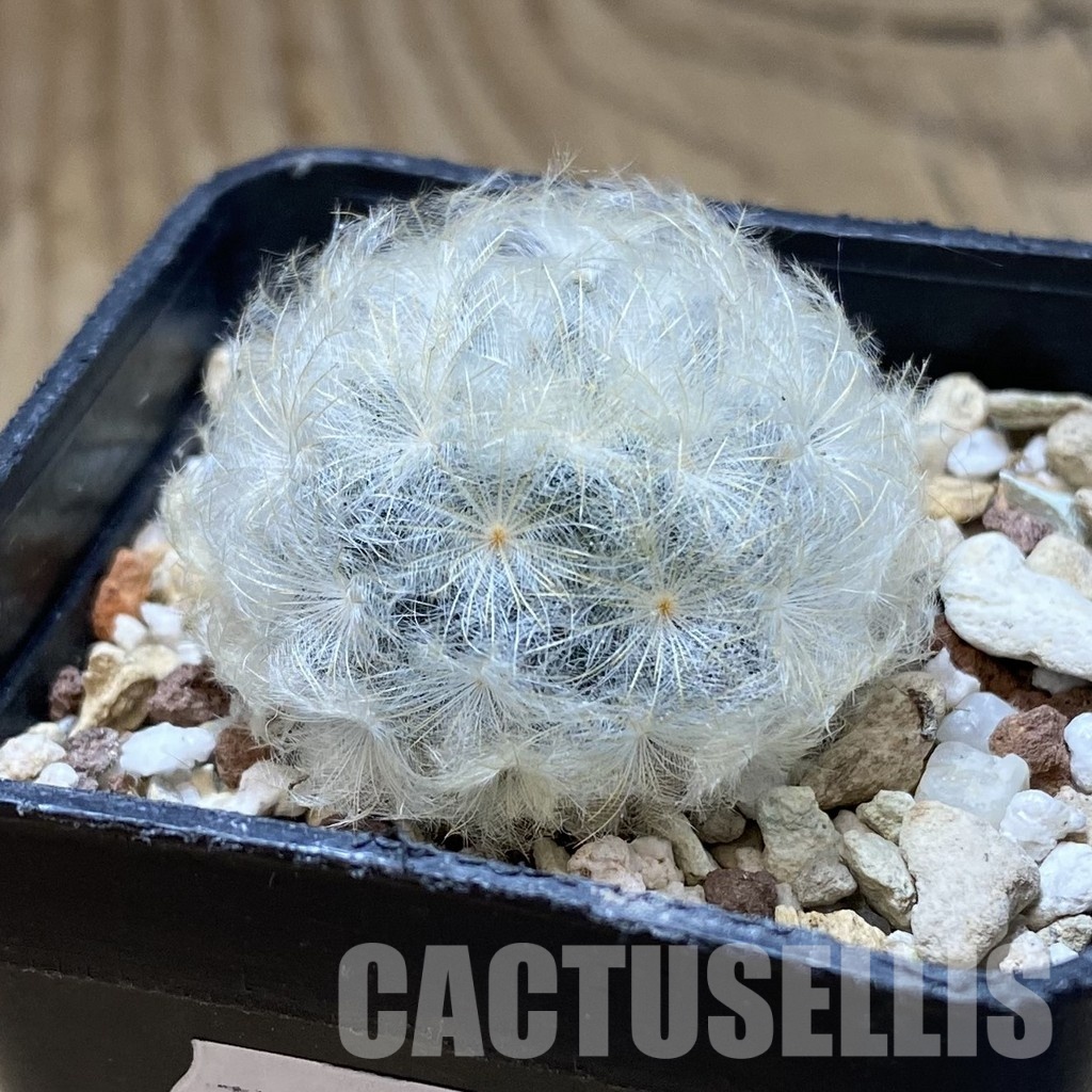 SH33500 Mammillaria plumosa - Image 2