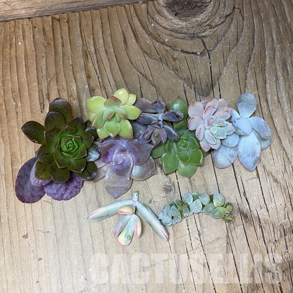 SH33555 Succulents mix, cuted - Image 2