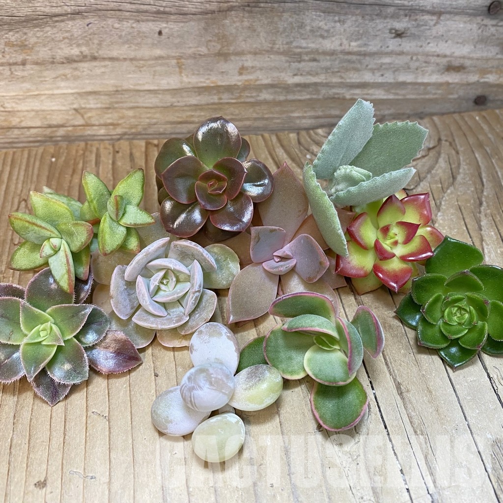 SH33557 Succulents mix, cuted