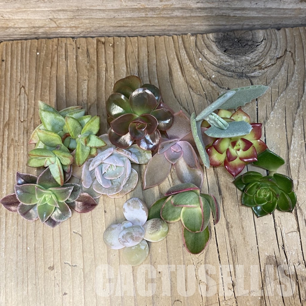 SH33557 Succulents mix, cuted - Image 2