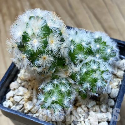 SH33501 Mammillaria carmenae hybrid