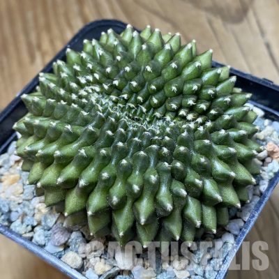 SH33502 Gymnocalycium mihanovichii ‘inermis’ f. cristata