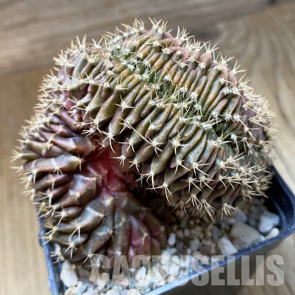 SH33503 Gymnocalycium mihanovichii f. cristata