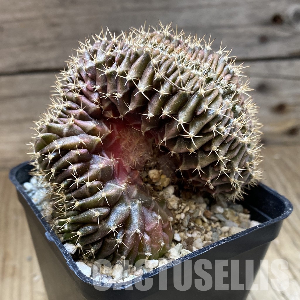 SH33503 Gymnocalycium mihanovichii f. cristata - Image 2