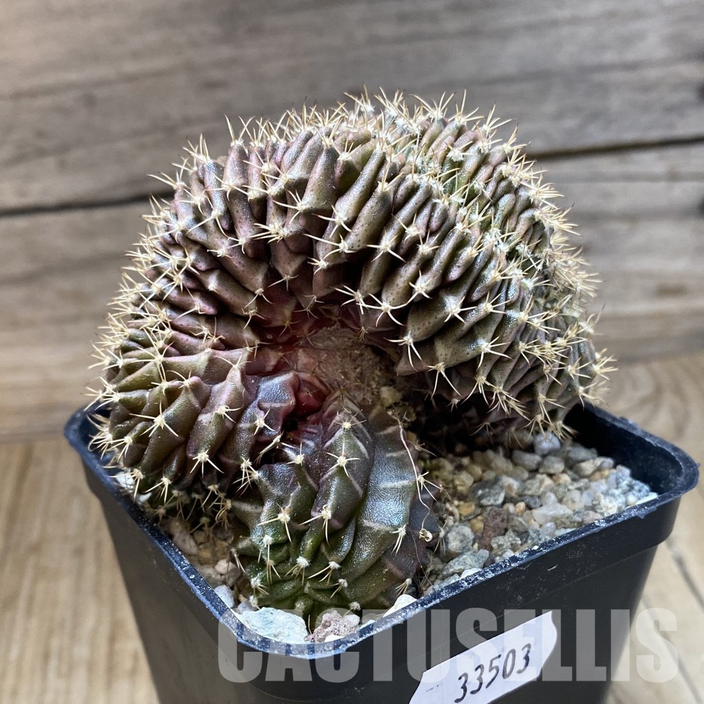 SH33503 Gymnocalycium mihanovichii f. cristata - Image 3