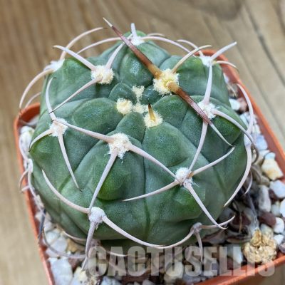 SH33504 Gymnocalycium bayrianum, 7 years old