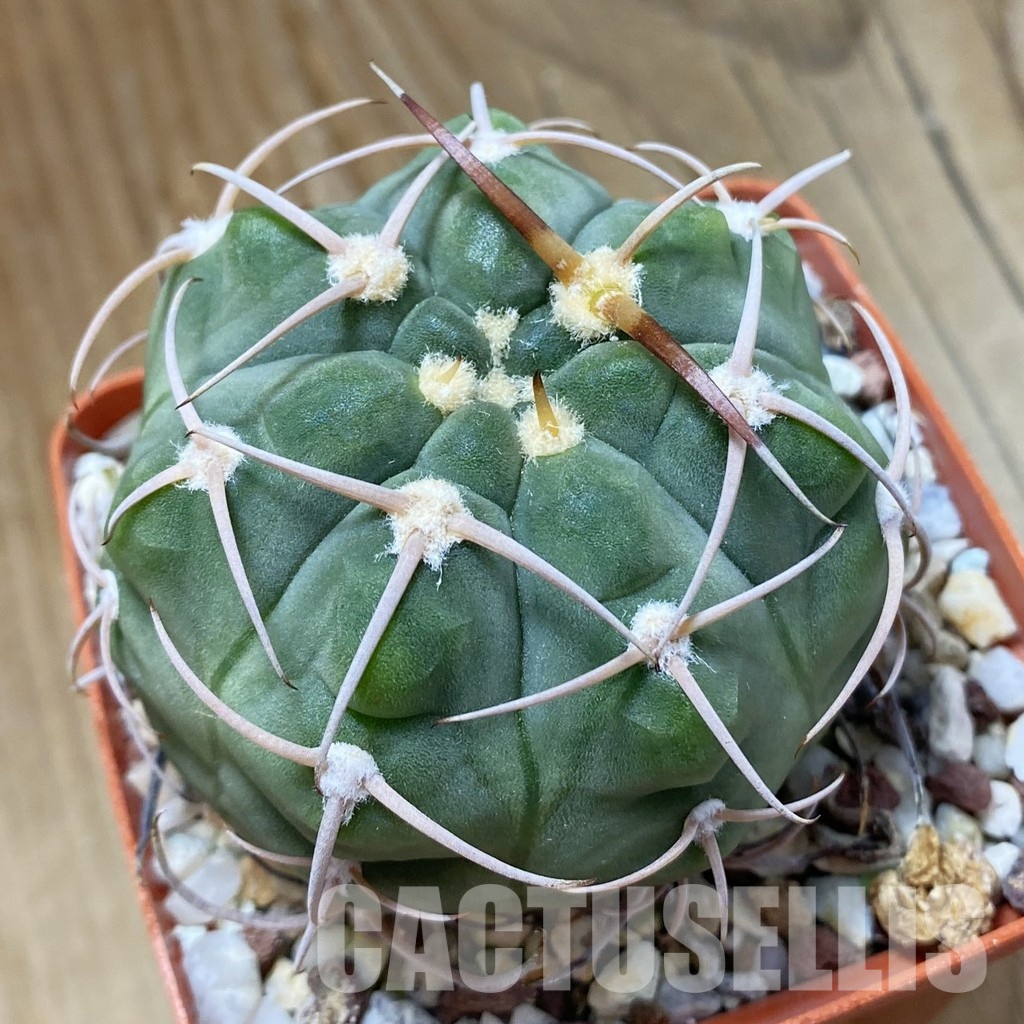 SH33504 Gymnocalycium bayrianum, 7 years old
