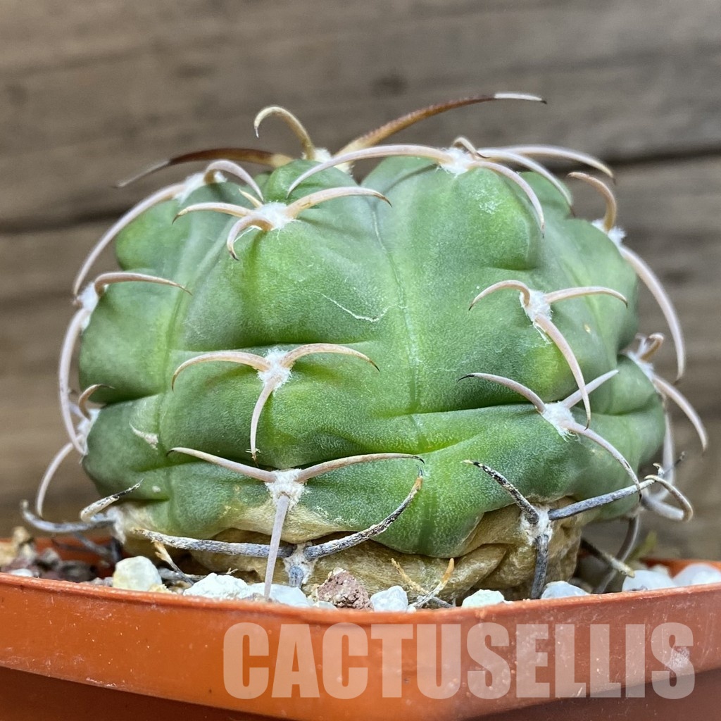 SH33504 Gymnocalycium bayrianum, 7 years old - Image 2