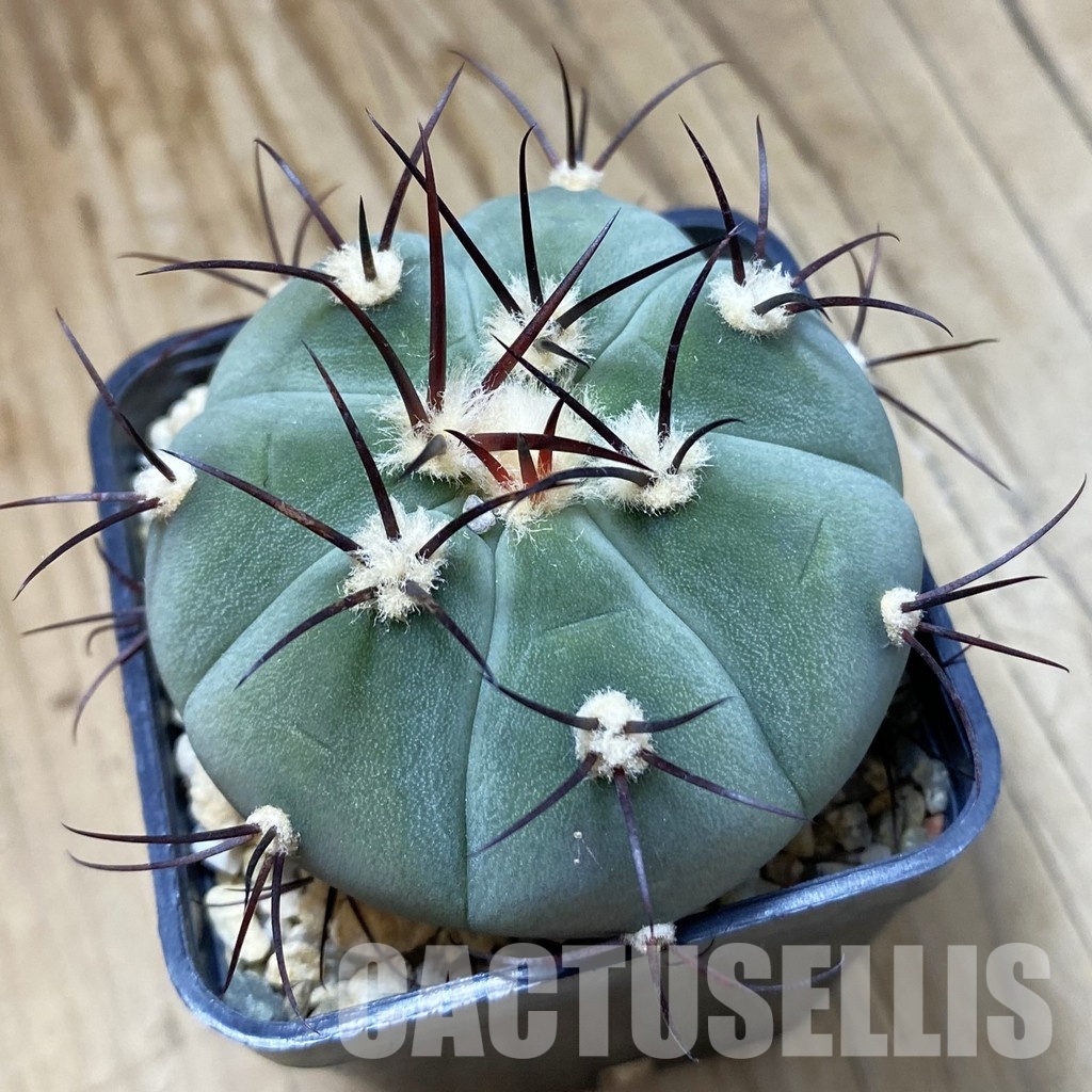 SH33505 Gymnocalycium cabreraense VOS 2122
