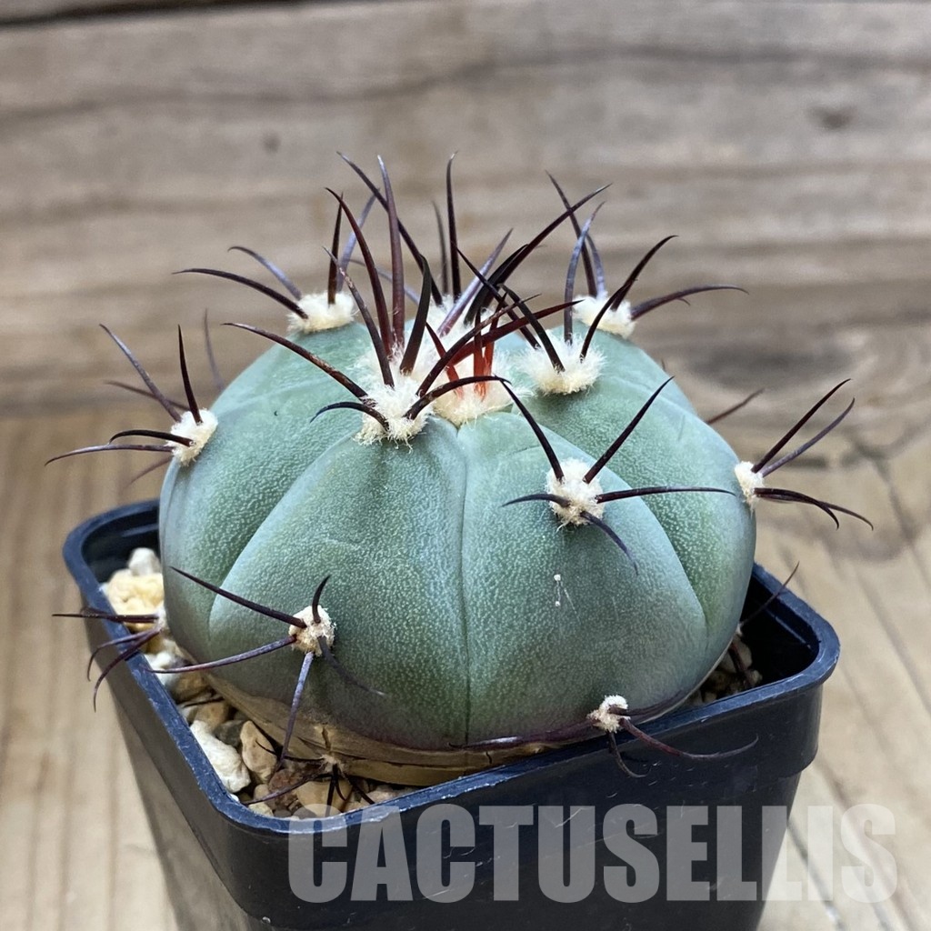 SH33505 Gymnocalycium cabreraense VOS 2122 - Image 2
