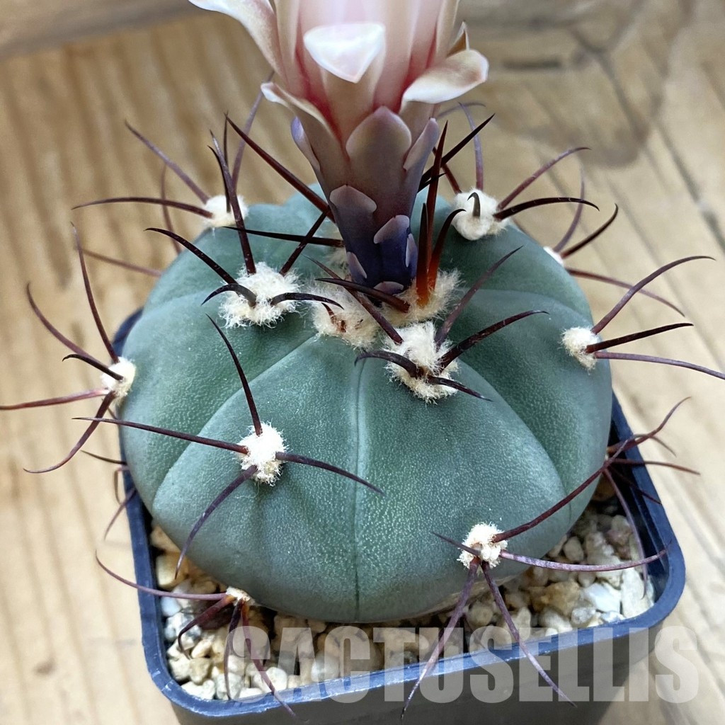 SH33506 Gymnocalycium cabreraense VOS 2122
