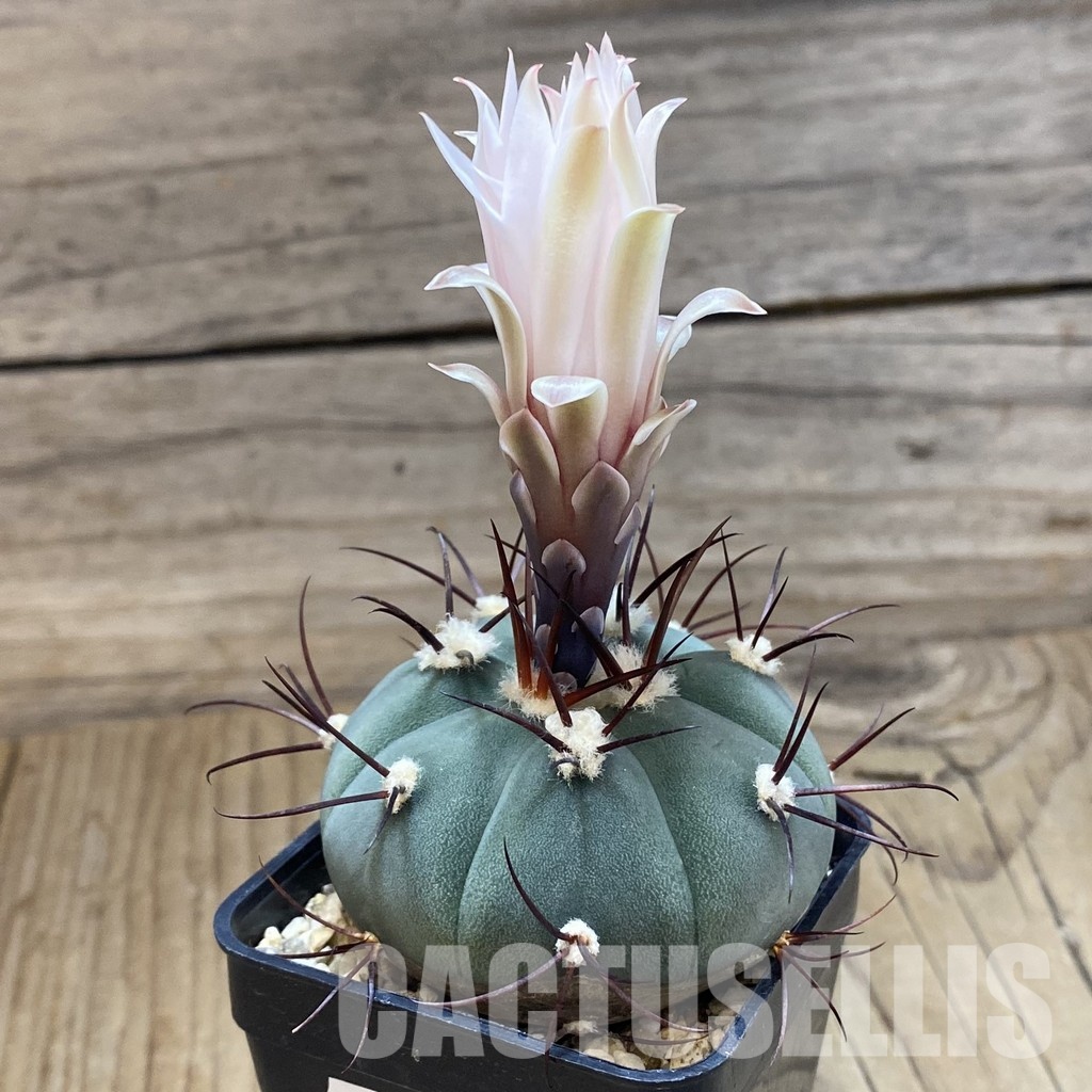 SH33506 Gymnocalycium cabreraense VOS 2122 - Image 2