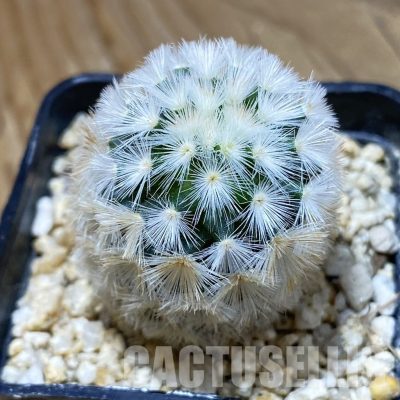SH33507 Mammillaria carmenae hybrid