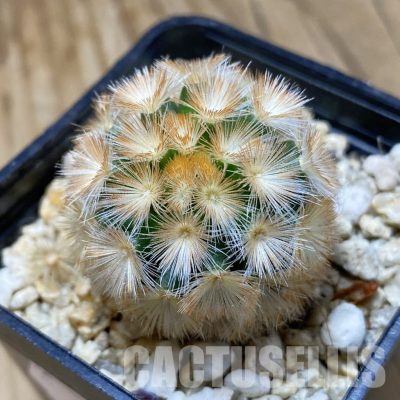 SH33508 Mammillaria carmenae hybrid