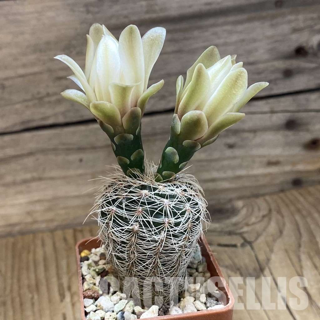 SH33510 Gymnocalycium gertii VG 707 - Image 2