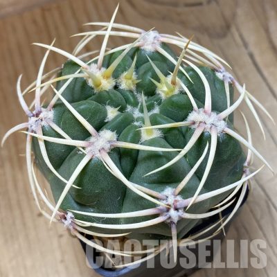 SH33512 Gymnocalycium monvillei, hard spines