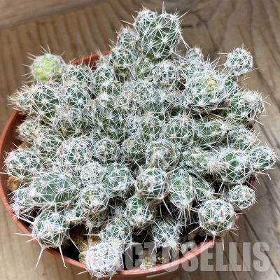 SH33514 Corynopuntia bulbispina