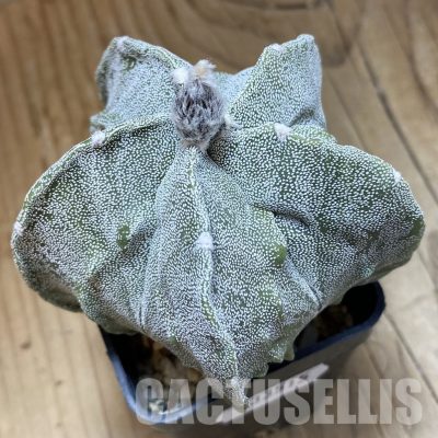 SH33515 Astrophytum myriostigma ‘Fukuryu’