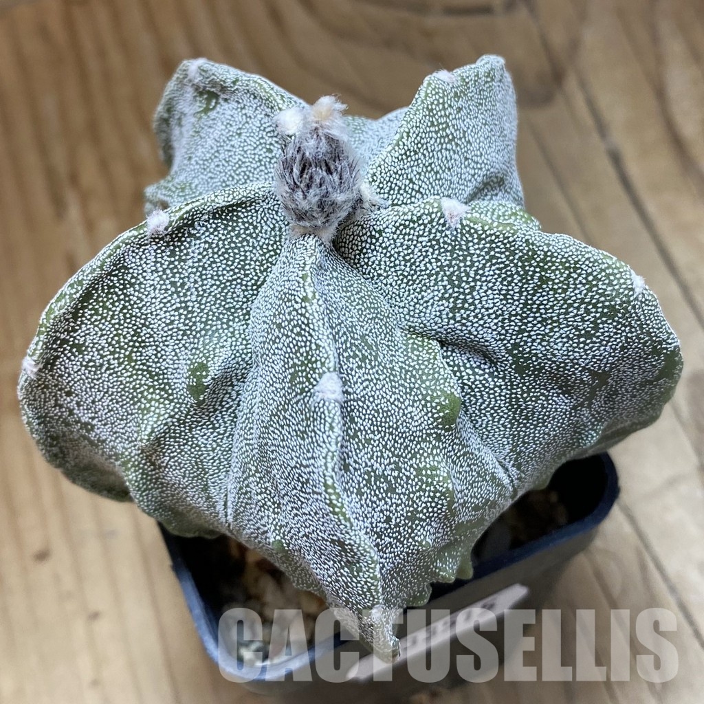 SH33515 Astrophytum myriostigma ‘Fukuryu’