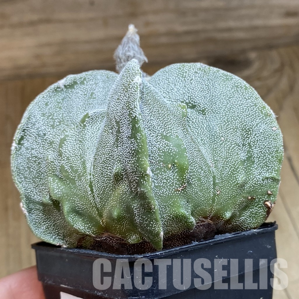 SH33515 Astrophytum myriostigma ‘Fukuryu’ - Image 2