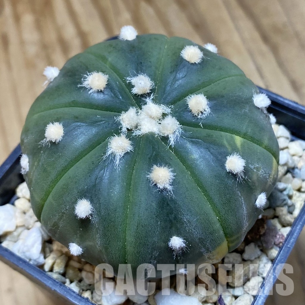 SH33516 Astrophytum asterias f. variegata - Image 2