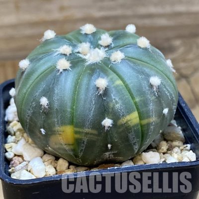 SH33516 Astrophytum asterias f. variegata