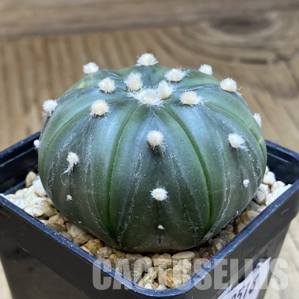 SH33516 Astrophytum asterias f. variegata - Image 3