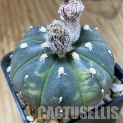 SH33517 Astrophytum asterias f. variegata