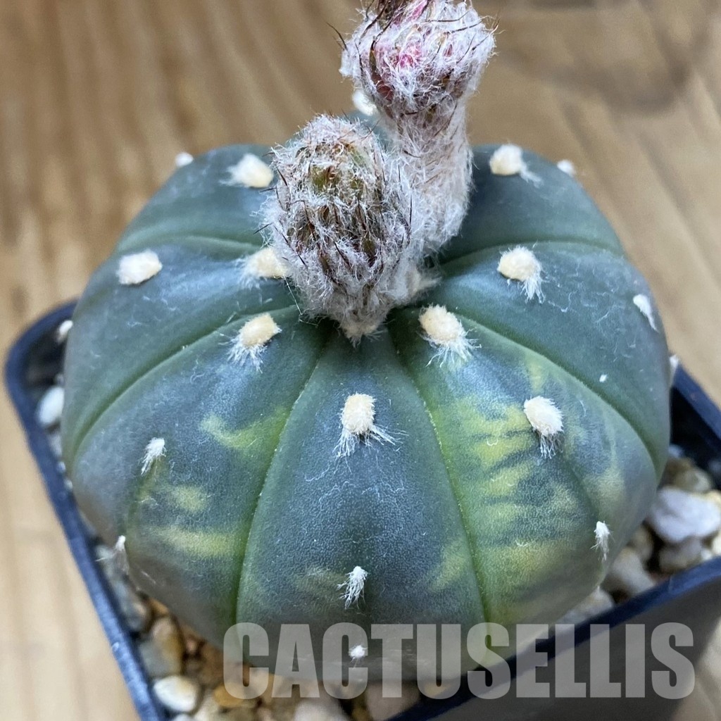 SH33517 Astrophytum asterias f. variegata