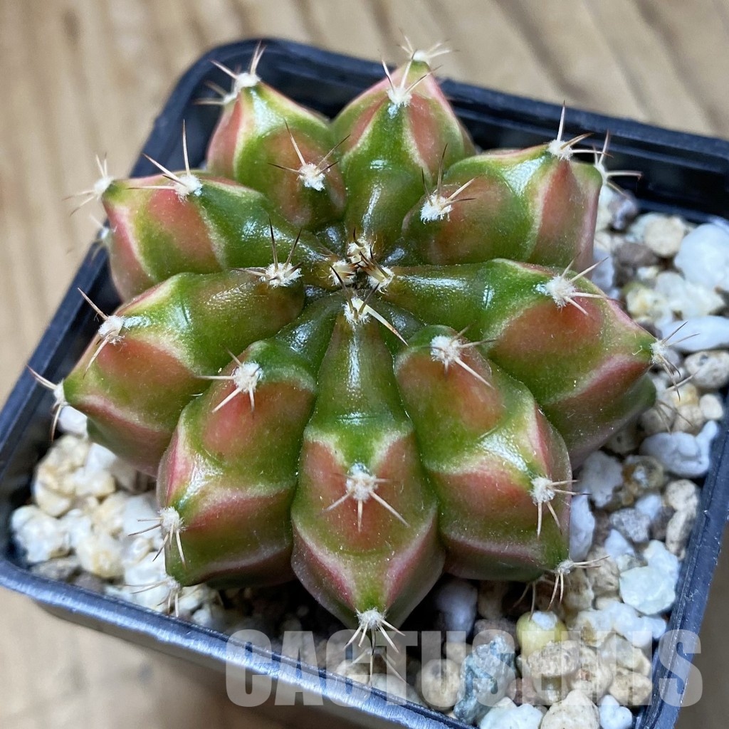 SH19433 Gymnocalycium mihanovichii 'Neon' Green